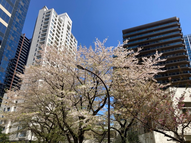 西新宿のタワマン